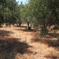 Land plot in Greece, Crete