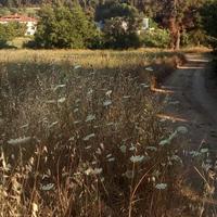 Land plot in Greece, Central Macedonia, Center