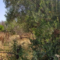 Земельный участок в Греции, Крит