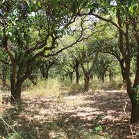 Land plot in Greece, Crete, Chania