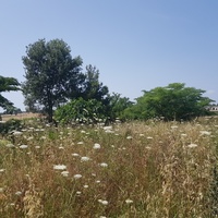 Земельный участок в Греции, Центральная Македония, Центр