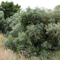 Land plot in Greece, Crete, Chania