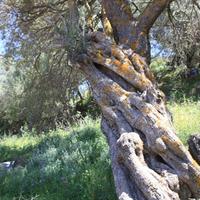 Другое в Греции, Крит, Ханья, 90 кв.м.