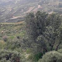 Land plot in Greece, Crete, Irakleion