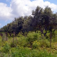 Land plot in Greece, Crete, Chania