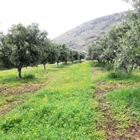 Land plot in Greece, Crete