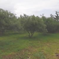 Land plot in Greece, Crete