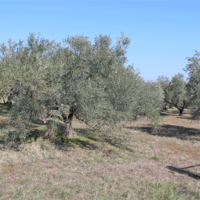 Land plot in Greece, Central Macedonia, Center