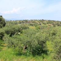 Land plot in Greece, Crete