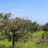 Земельный участок в Греции, Крит