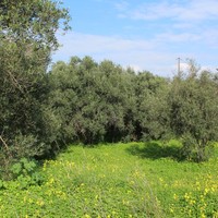 Land plot in Greece, Crete