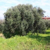 Land plot in Greece, Crete