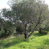 Land plot in Greece, Crete