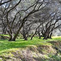Land plot in Greece, Ionian Islands