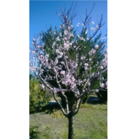 Земельный участок в Греции, Центральная Македония, Центр