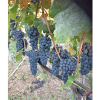 Земельный участок в Греции, Центральная Македония, Центр