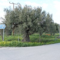 Land plot in Greece, Crete