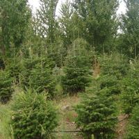 Земельный участок в Греции, Центральная Македония, Хал