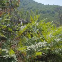 Другое в Греции, 142 кв.м.