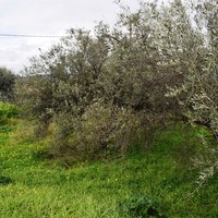 Земельный участок в Греции, Крит, Ханья