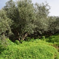 Земельный участок в Греции, Крит, Ханья