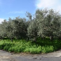 Земельный участок в Греции, Крит, Ханья