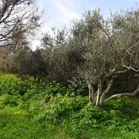 Земельный участок в Греции, Крит, Ханья