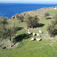 Земельный участок в Греции