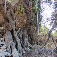 Land plot in Greece, Crete, Chania