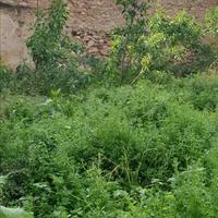 Land plot in Greece, Attica, Athens