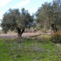 Land plot in Greece, Ionian Islands