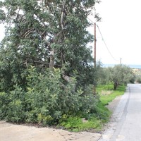 Land plot in Greece, Crete
