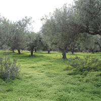 Land plot in Greece, Crete