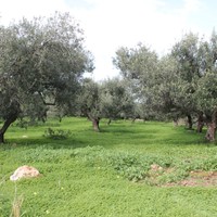 Land plot in Greece, Crete