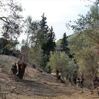 Land plot in Greece, Ionian Islands