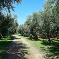 Земельный участок в Греции, Центральная Македония, Хал