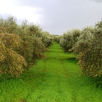Land plot in Greece, Crete, Irakleion