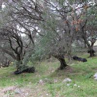 Land plot in Greece, Ionian Islands