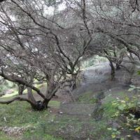 Land plot in Greece, Ionian Islands