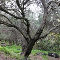 Land plot in Greece, Ionian Islands