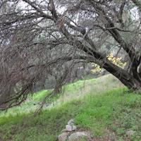 Land plot in Greece, Ionian Islands
