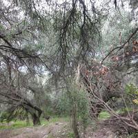 Land plot in Greece, Ionian Islands