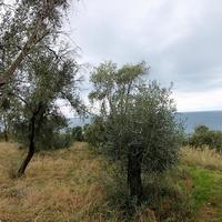 Land plot in Greece, Ionian Islands