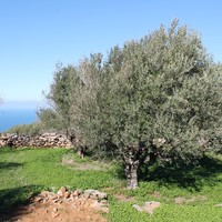 Land plot in Greece, Crete