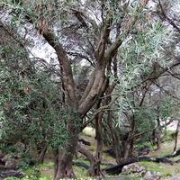 Land plot in Greece, Ionian Islands