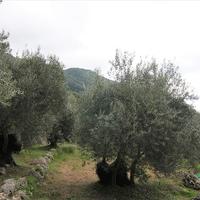 Land plot in Greece, Ionian Islands