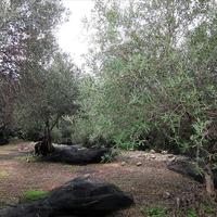 Land plot in Greece, Ionian Islands