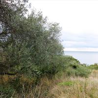 Земельный участок в Греции, Ионические острова