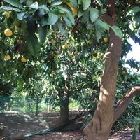 Другое в Греции, Крит, Ханья, 87 кв.м.