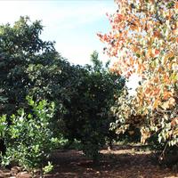 Другое в Греции, Крит, Ханья, 87 кв.м.